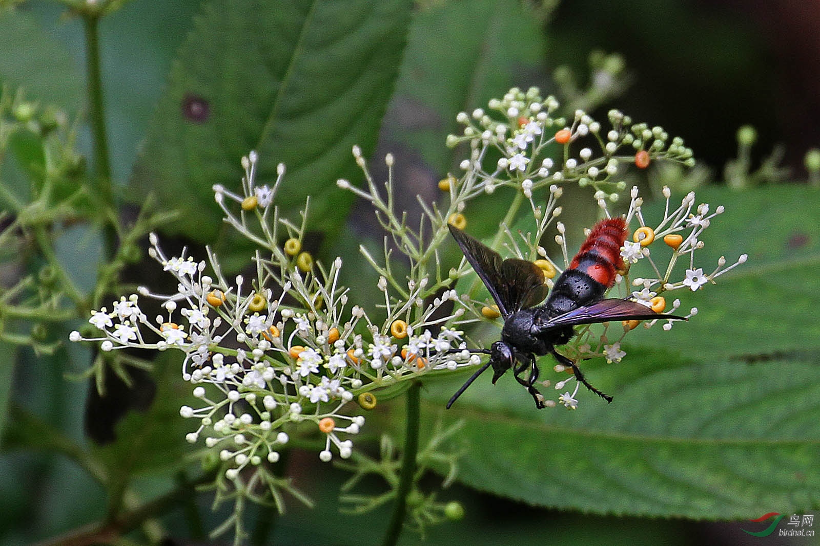 黑蜂采花蜜分享