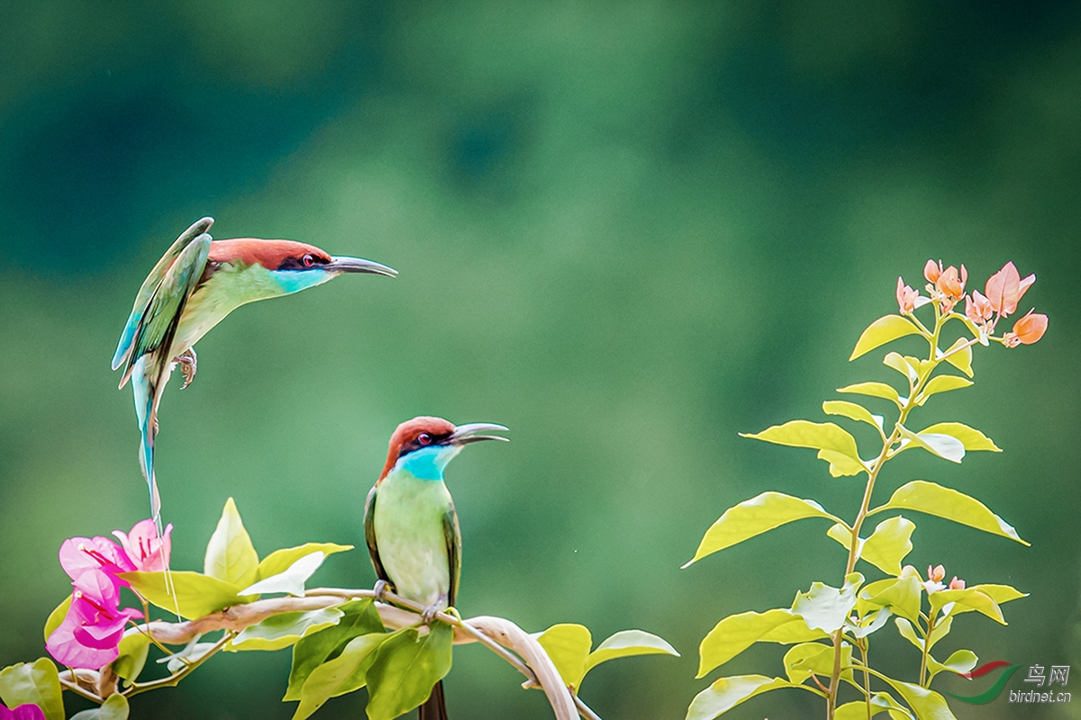 �����ں����찲������ƺ��