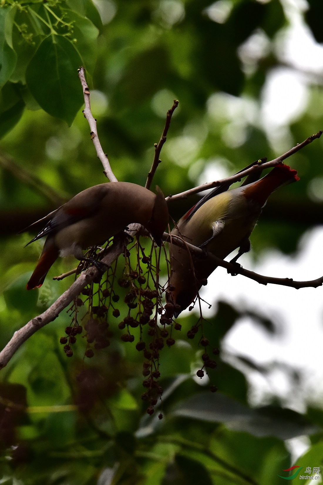 DSC_0661.JPG