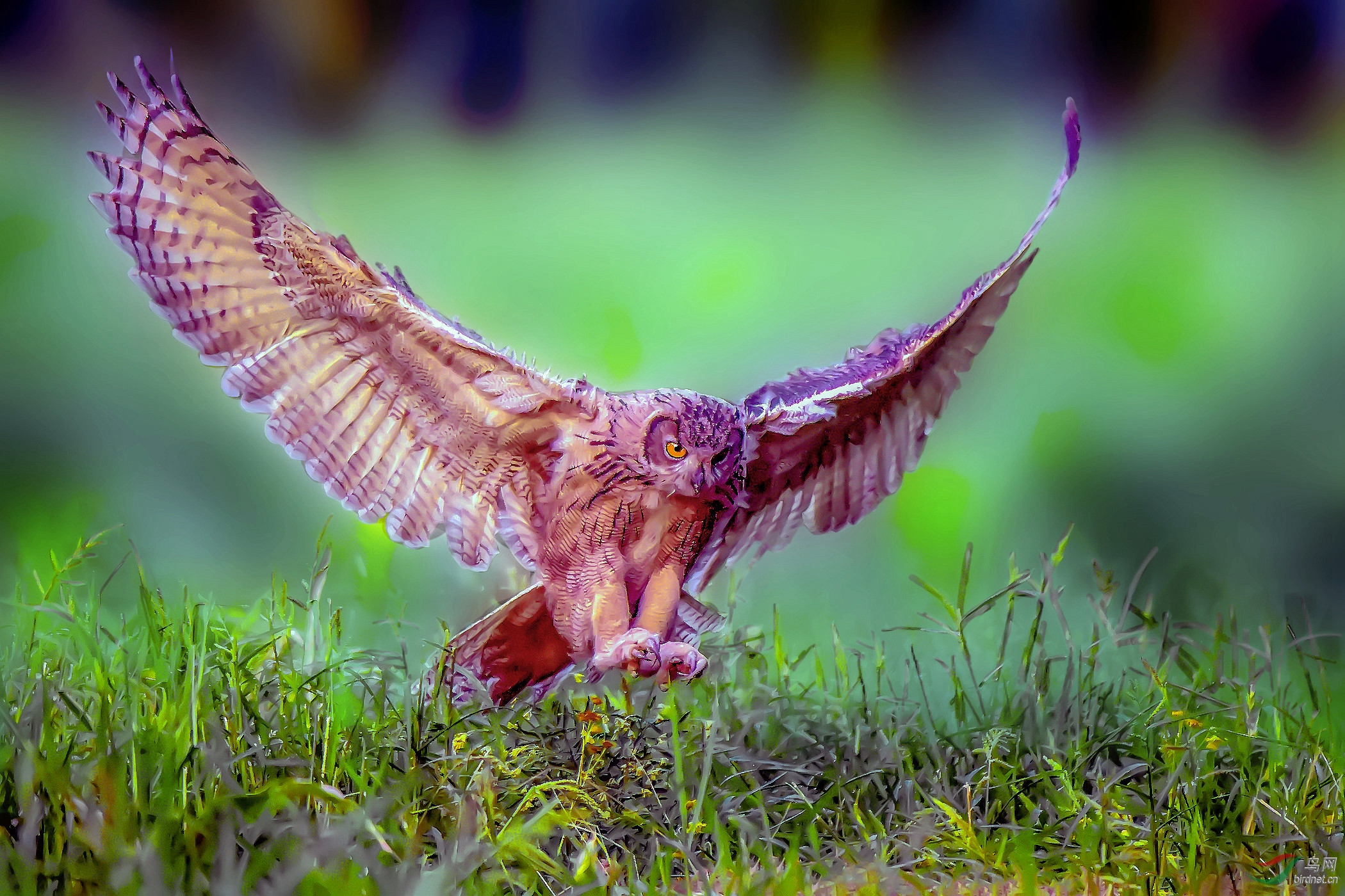 DSC_3970_����_����_���� (4)_����_����_����.jpg