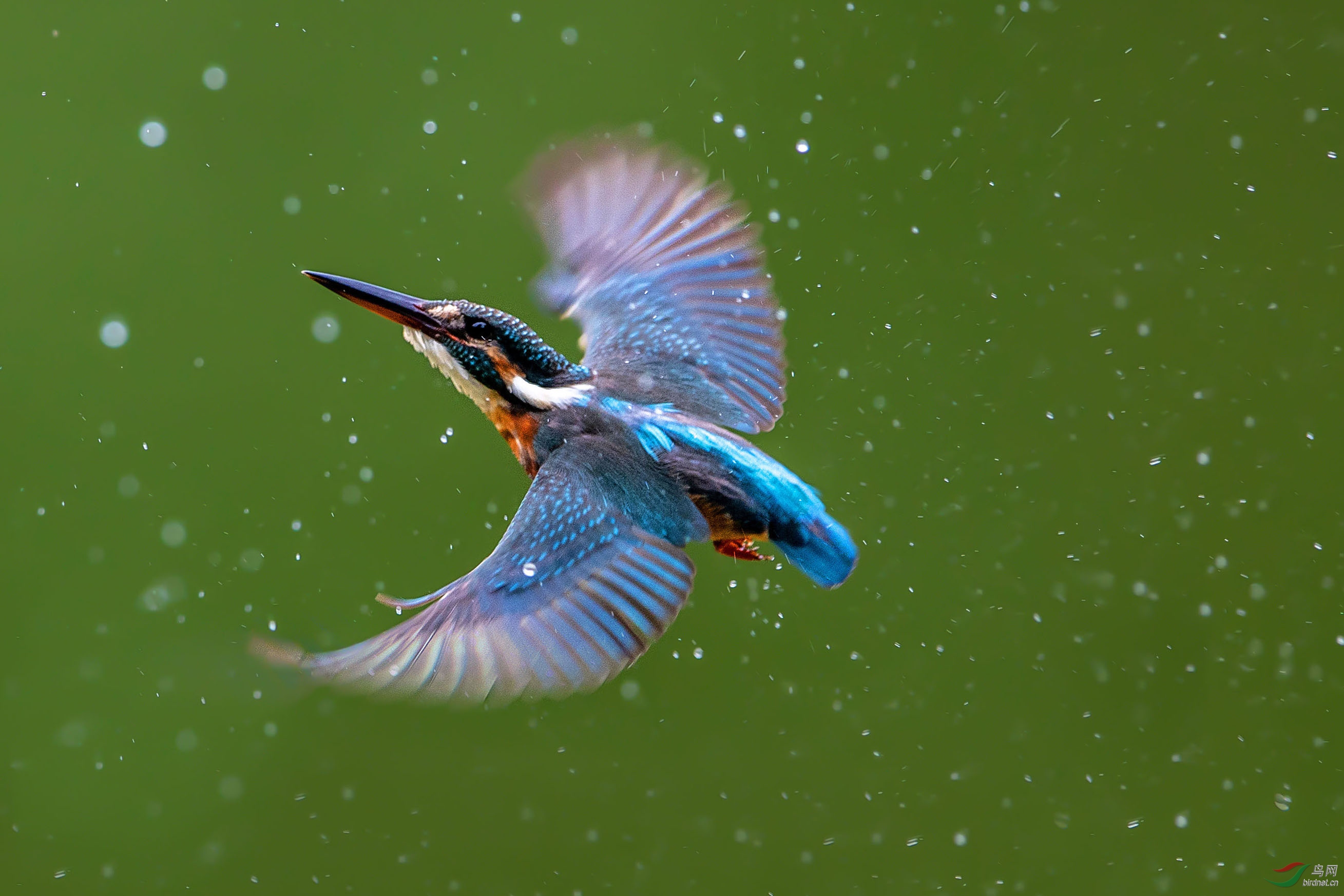 论坛 69 主题区 69 摄影师版 69 翠鸟