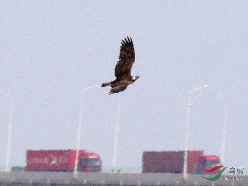 P5610001 - ����.JPG