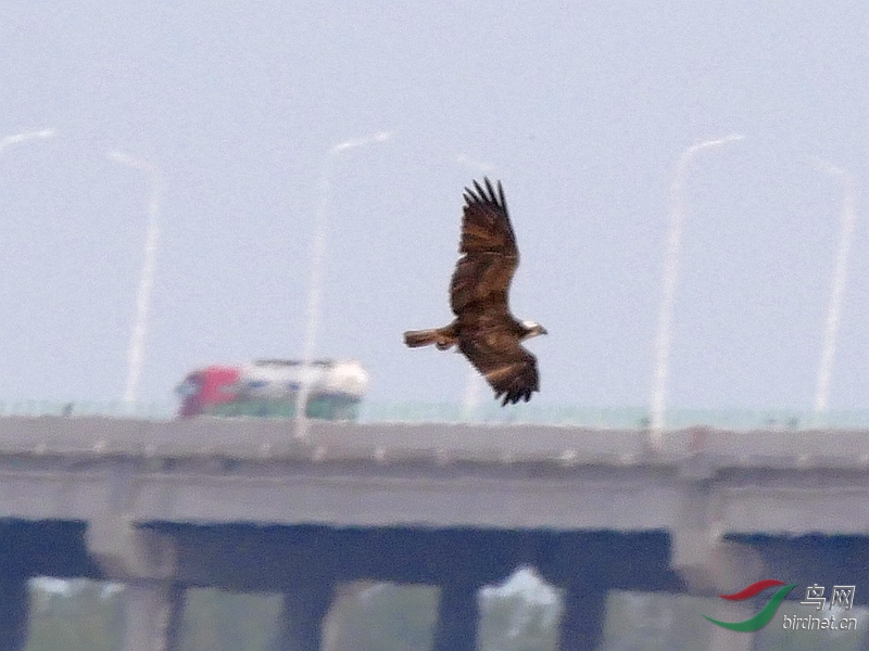 P5600997 - ����.JPG