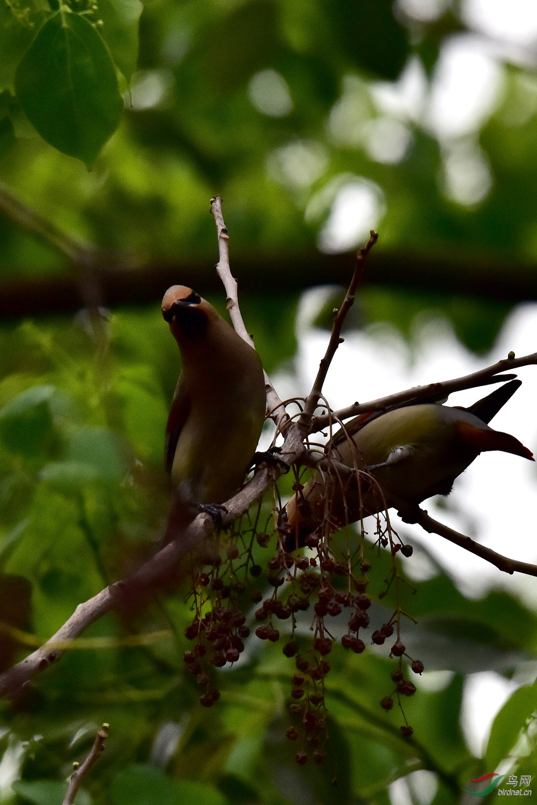 DSC_0667.JPG