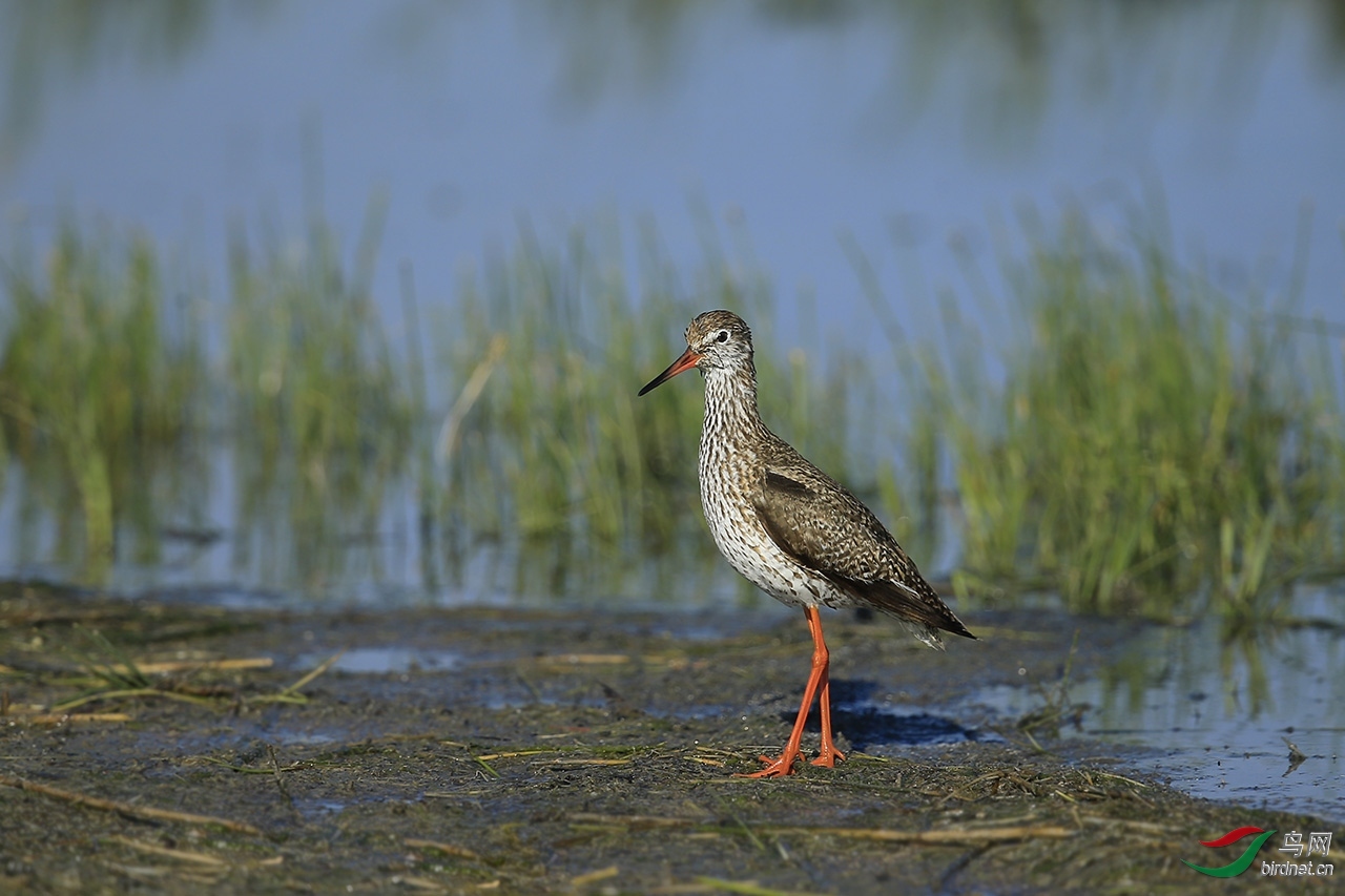 �ʷ� ��ʦ���������ɹ����������ֹ�����.jpg