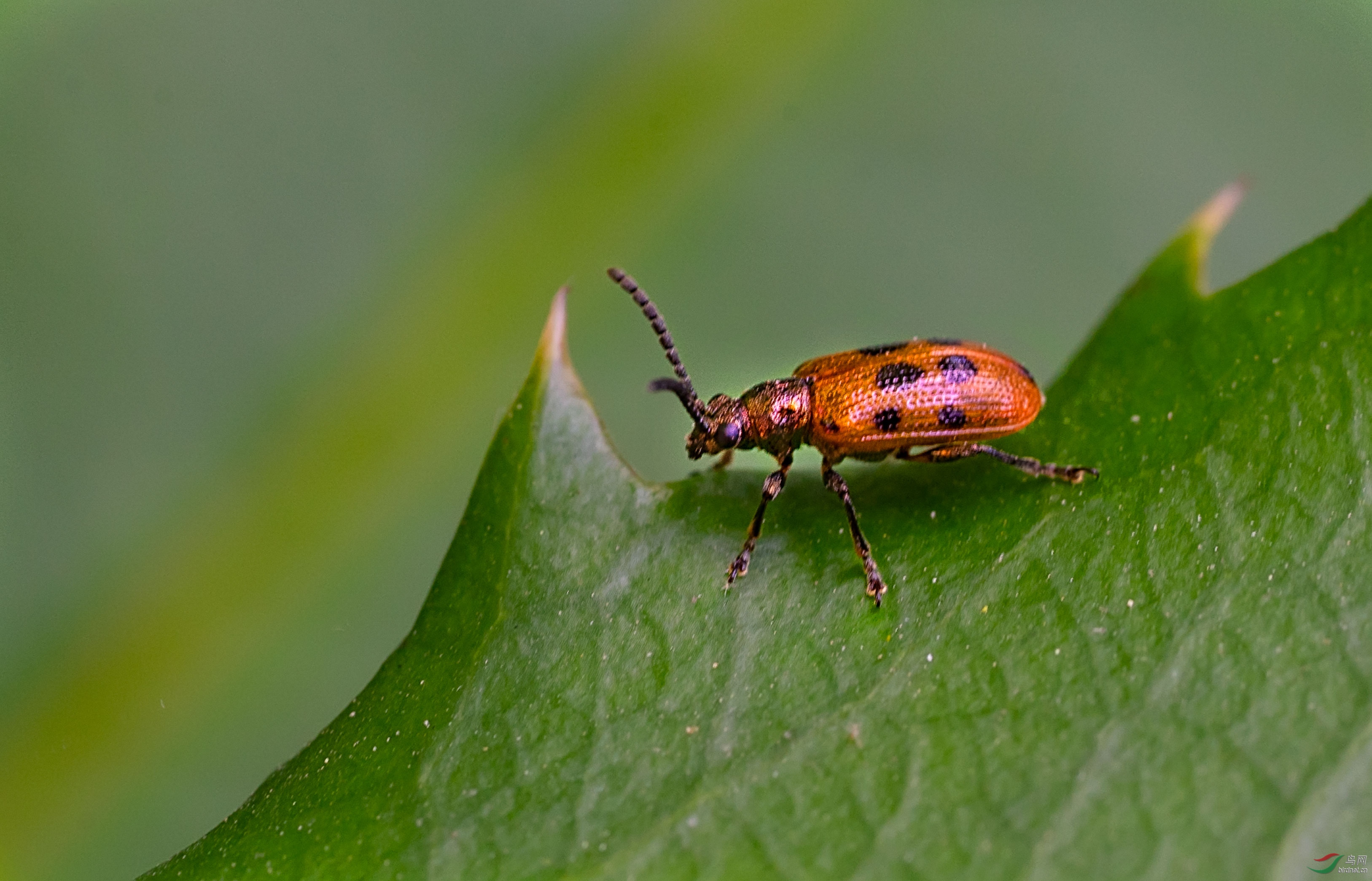 稻田里的小昆虫