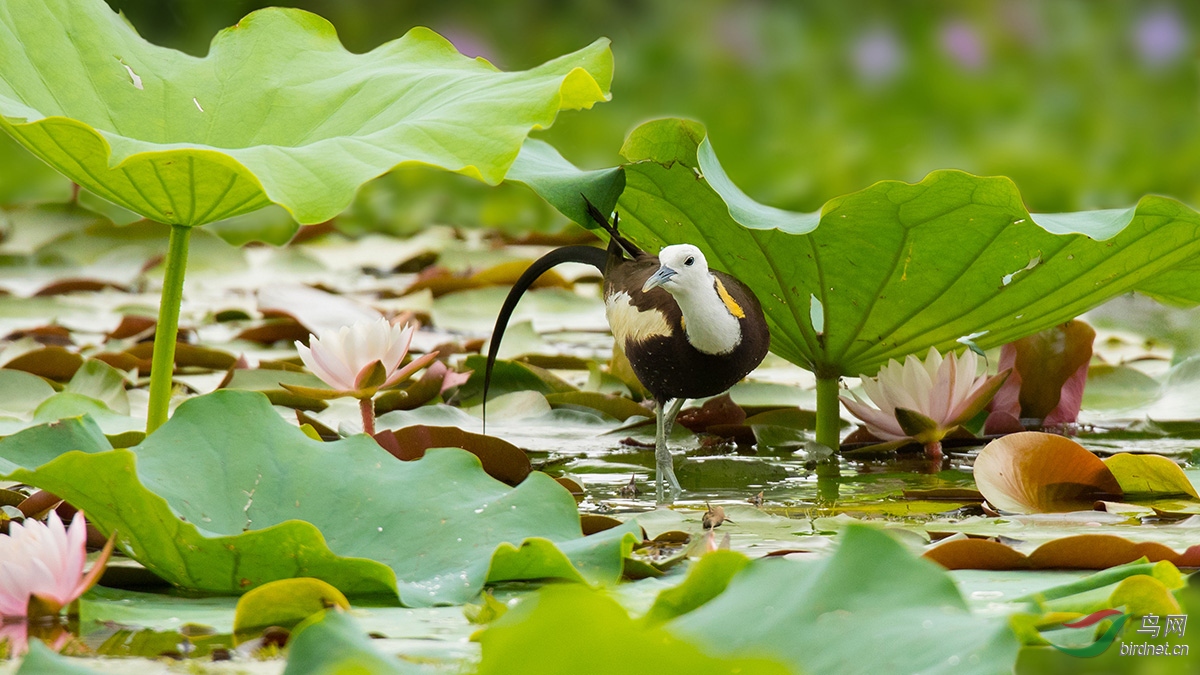 mmexport1595336940344.jpg