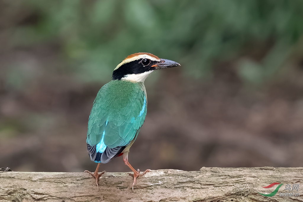 DSC_6343_DxOa.jpg