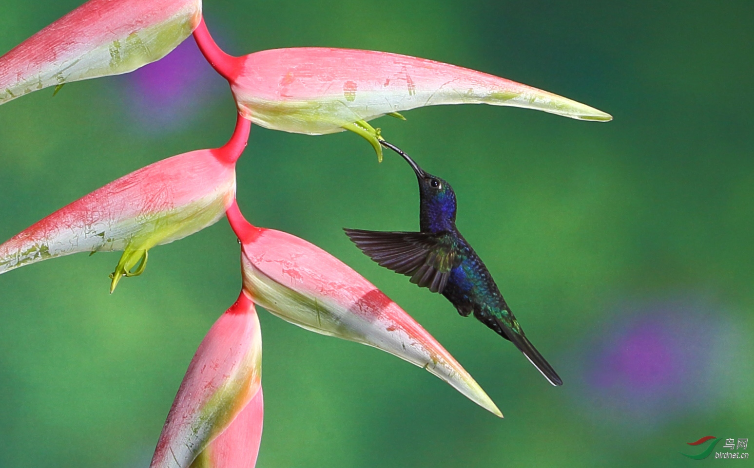 蜂鸟采蜜获首页鸟类精华