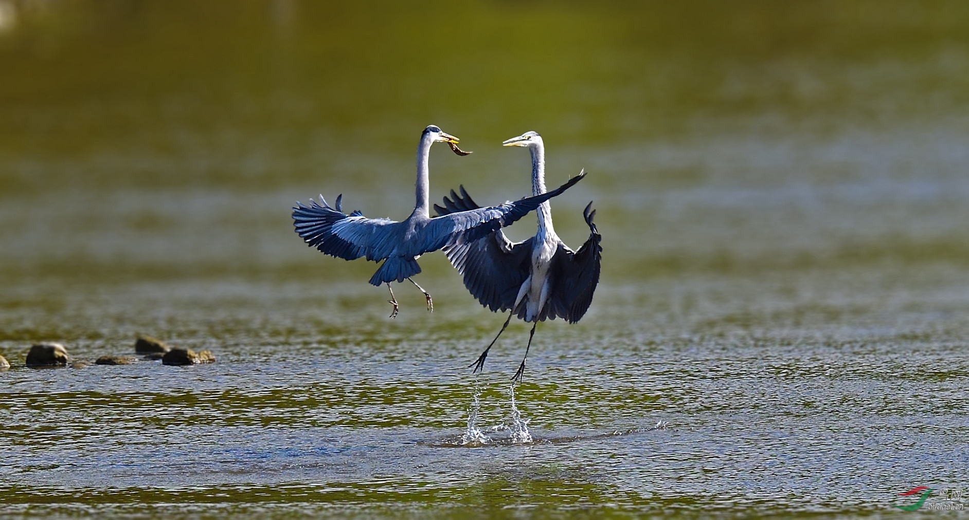 DSC_6367_����.jpg