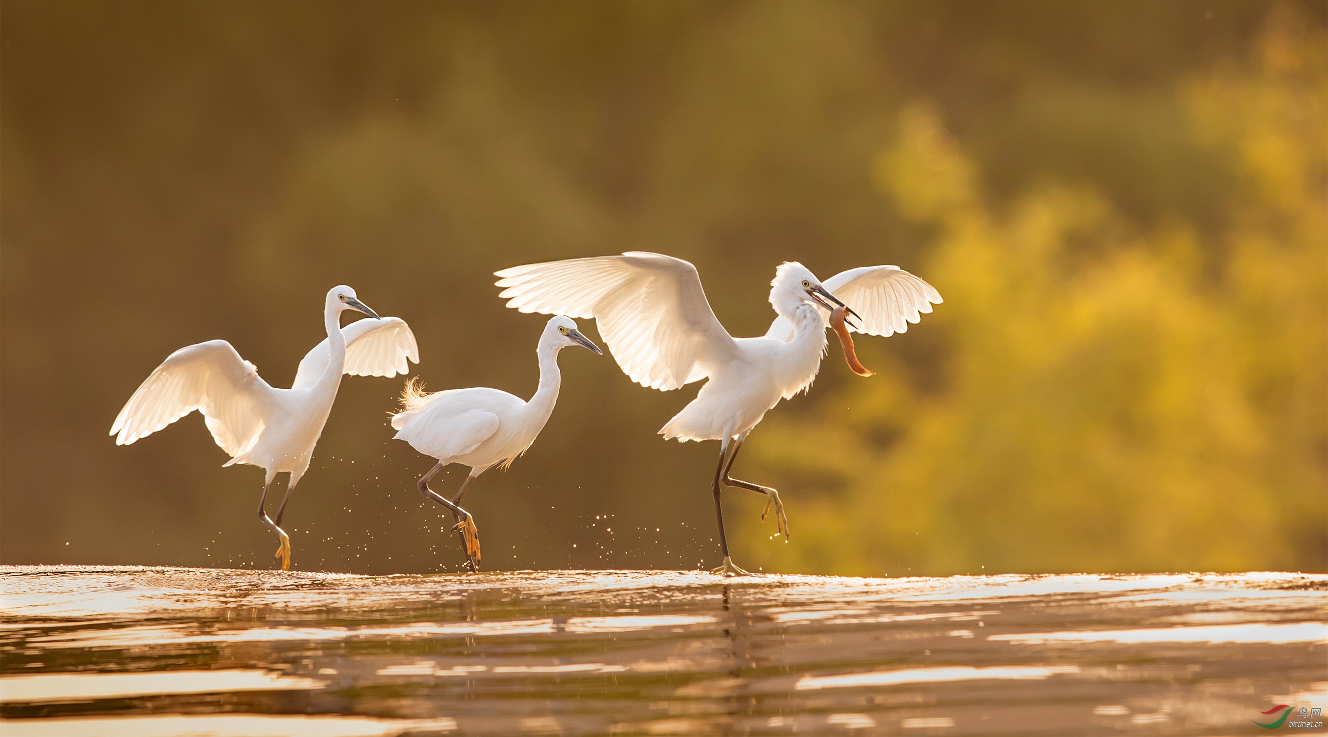 NL__7989-1.jpg
