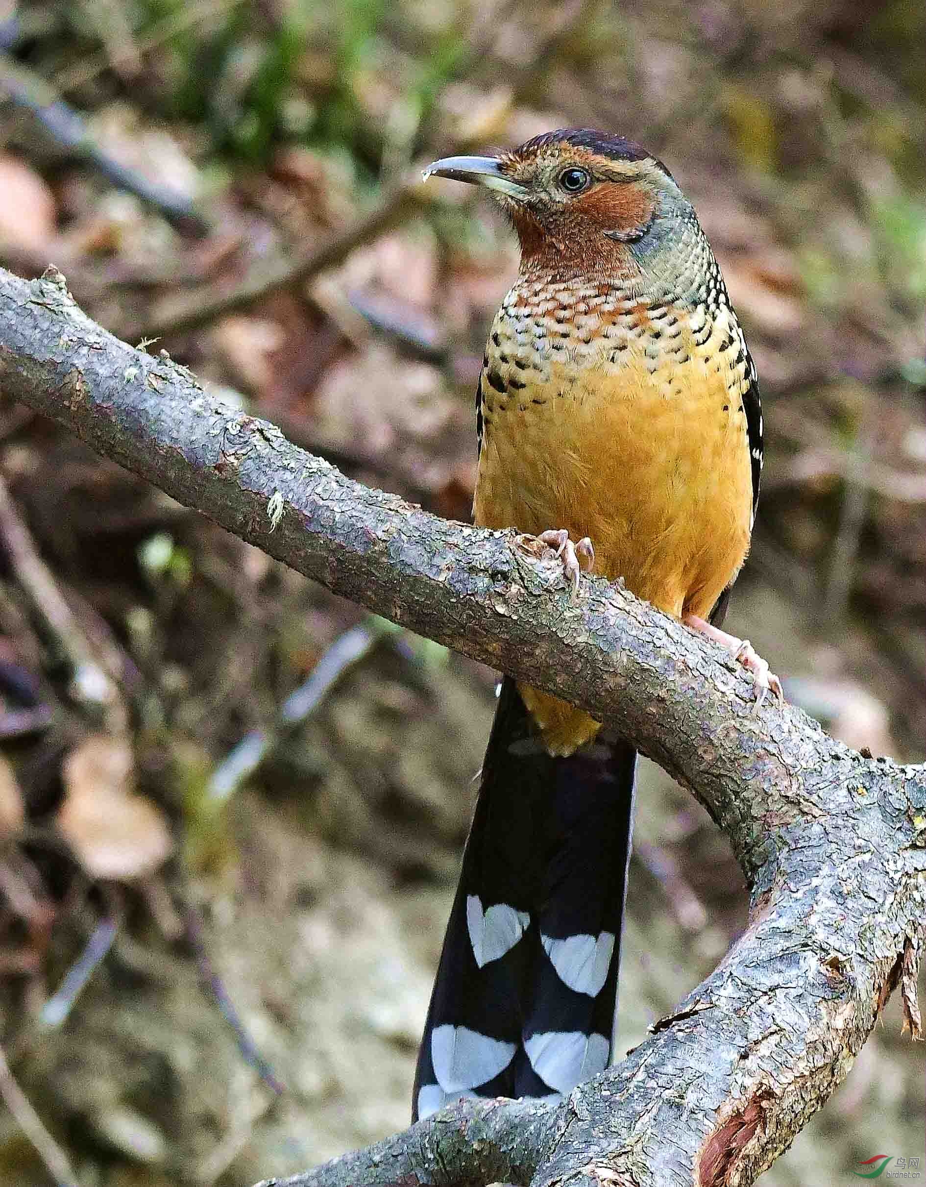 DSC_6298_����.jpg