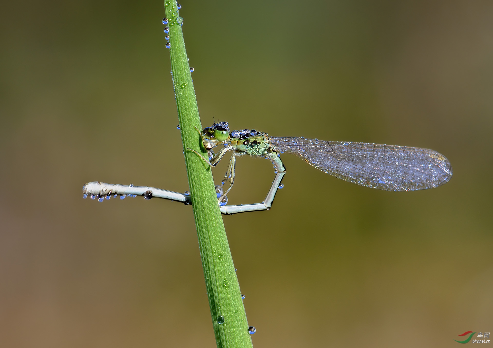 DSC_0916-denoise.jpg