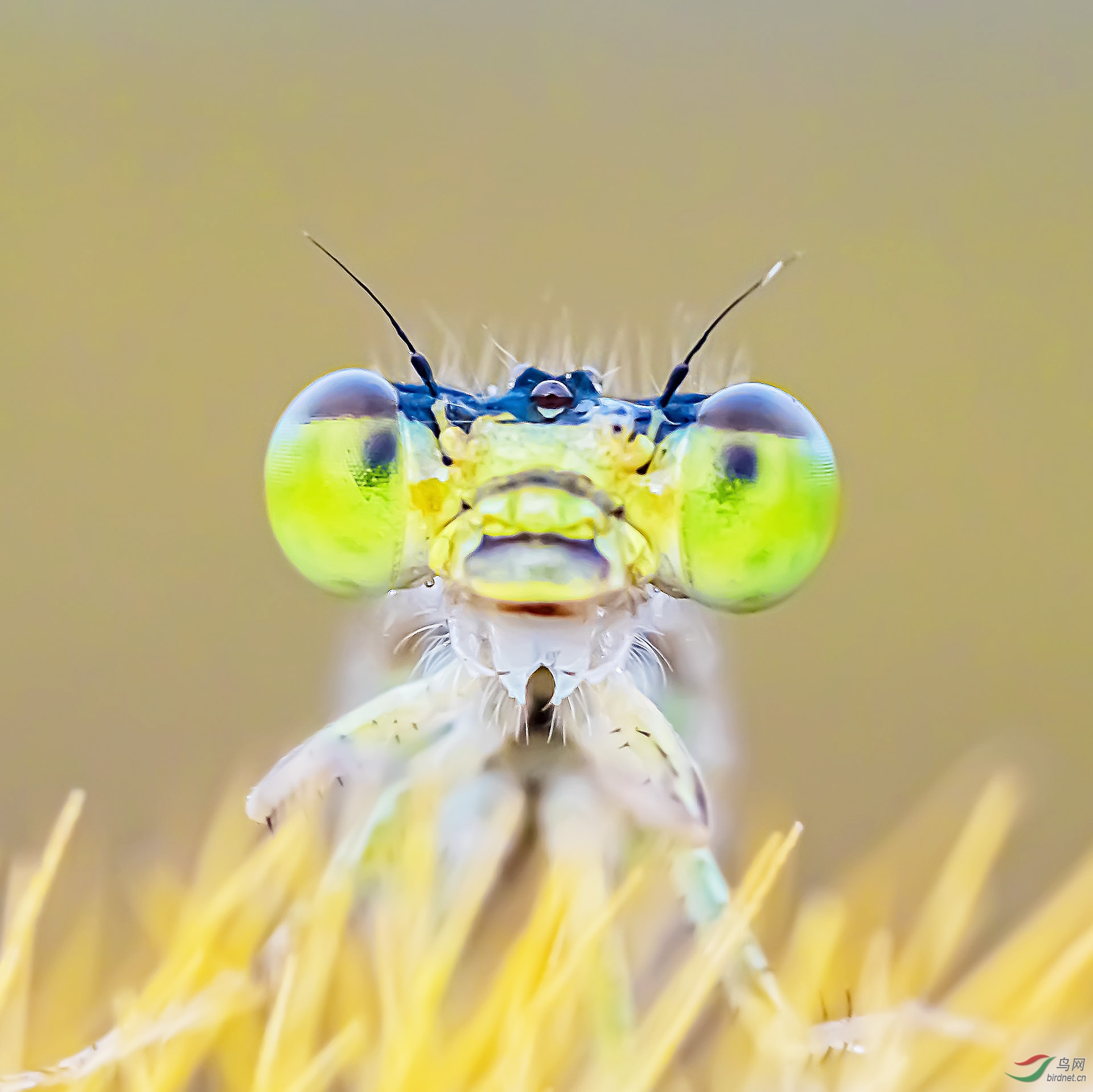 ��Ư����