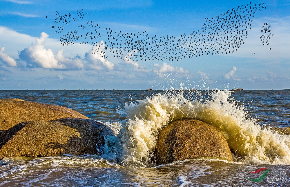 鸟船摄于广西钦州北部湾候鸟天堂获首页鸟类精华