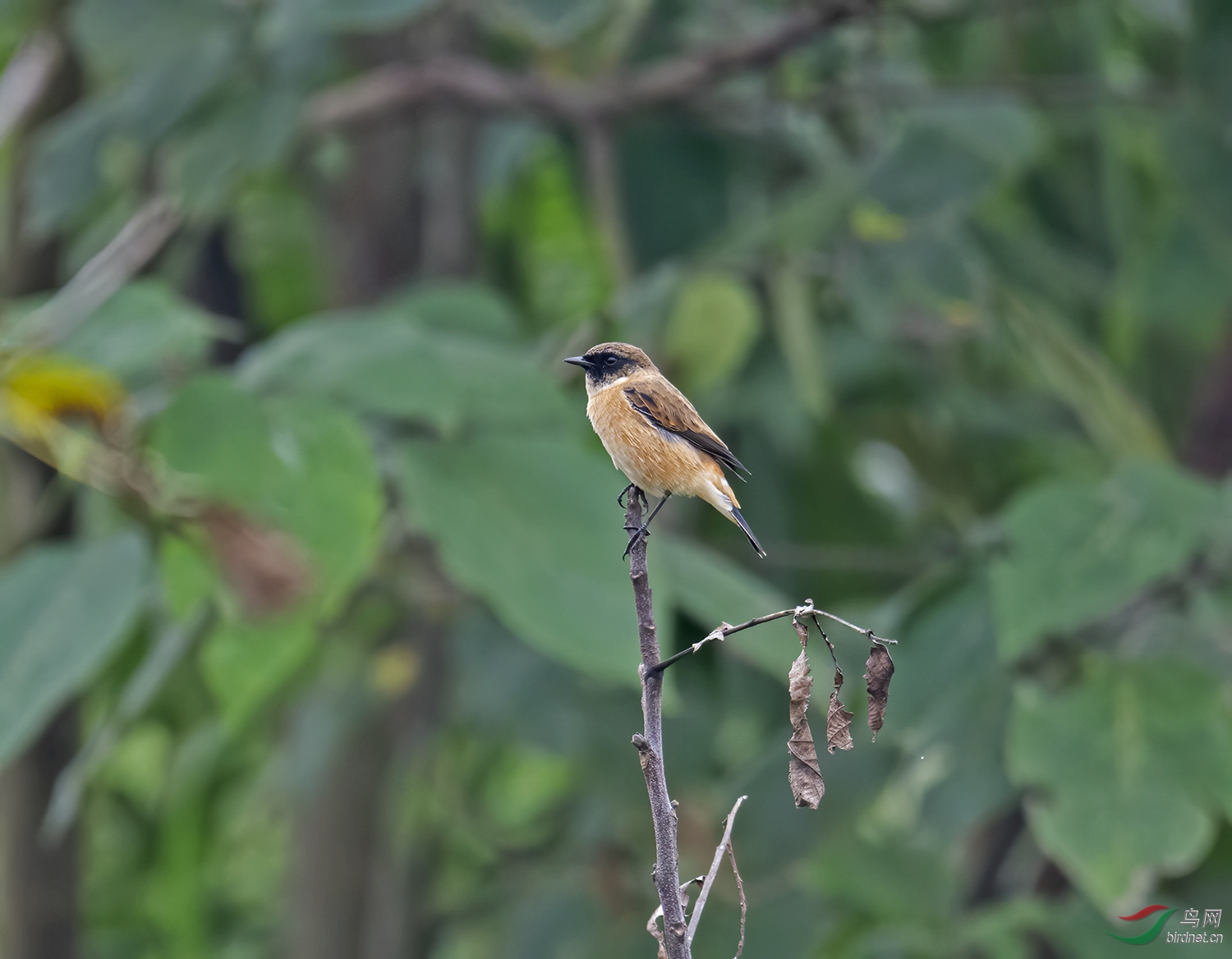 DSC_6217.jpg