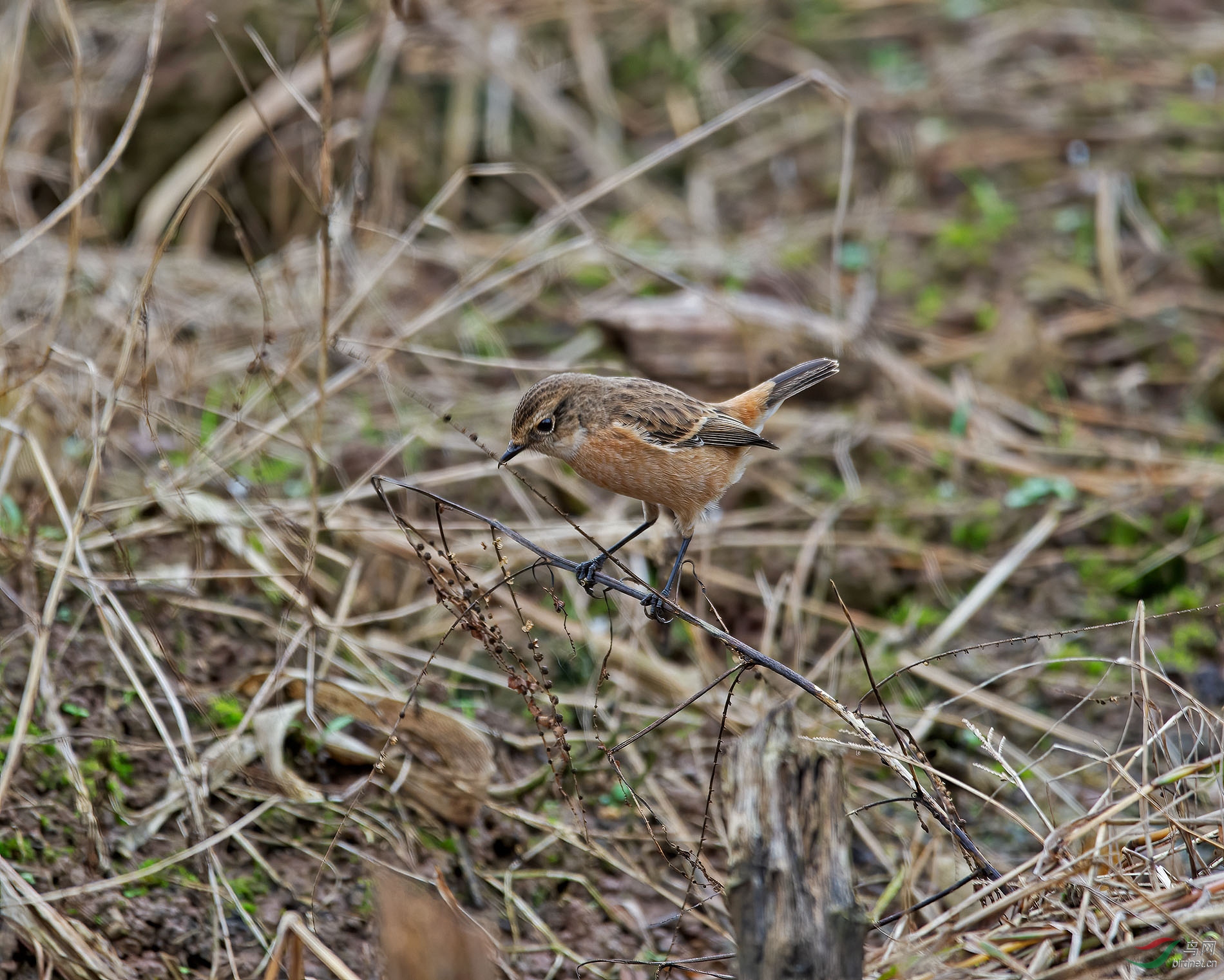 DSC_6526.jpg