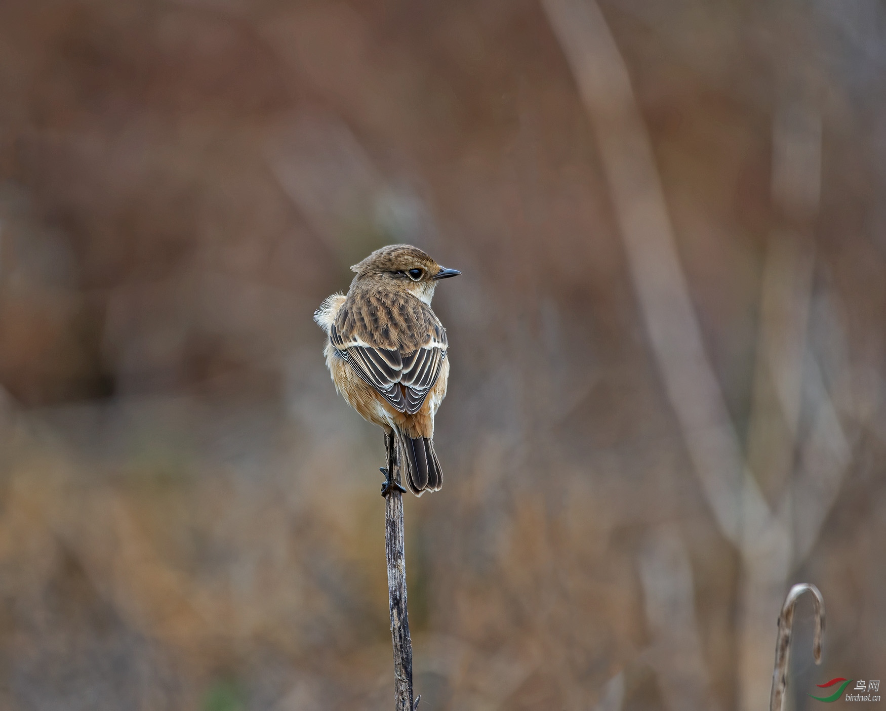 DSC_6523.jpg