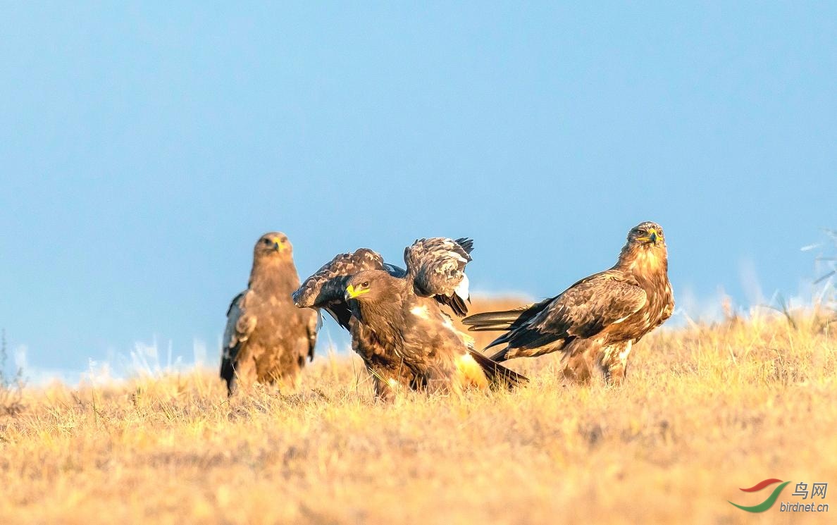 ��ԭ����ͷ