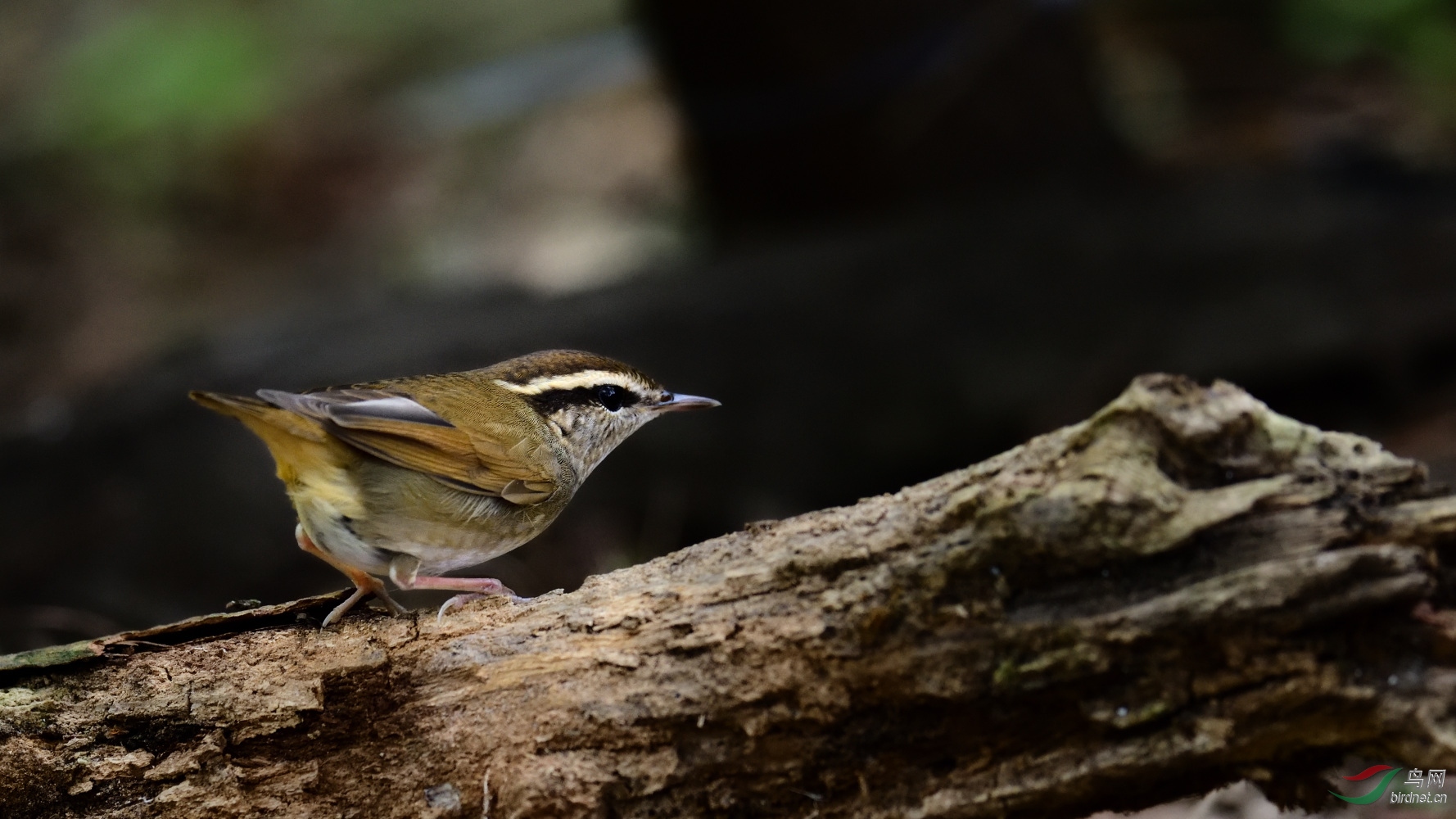 DSC_1402_00001.jpg