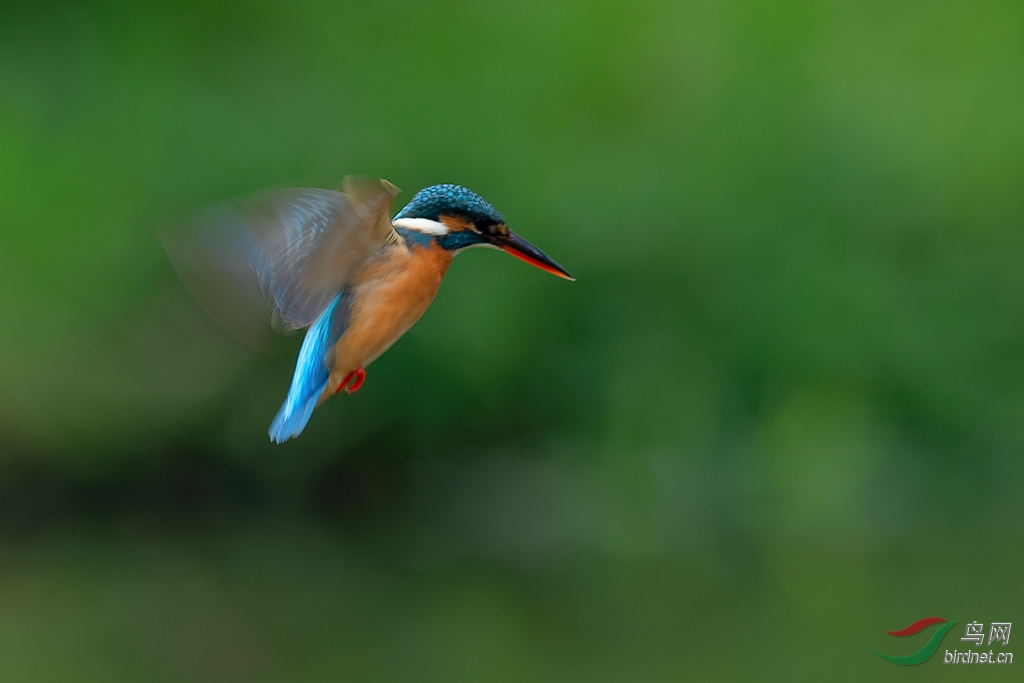 DSC_0618_DxOa.jpg