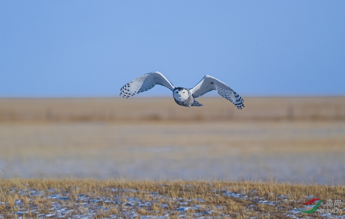 Ʈ�ݵ�����