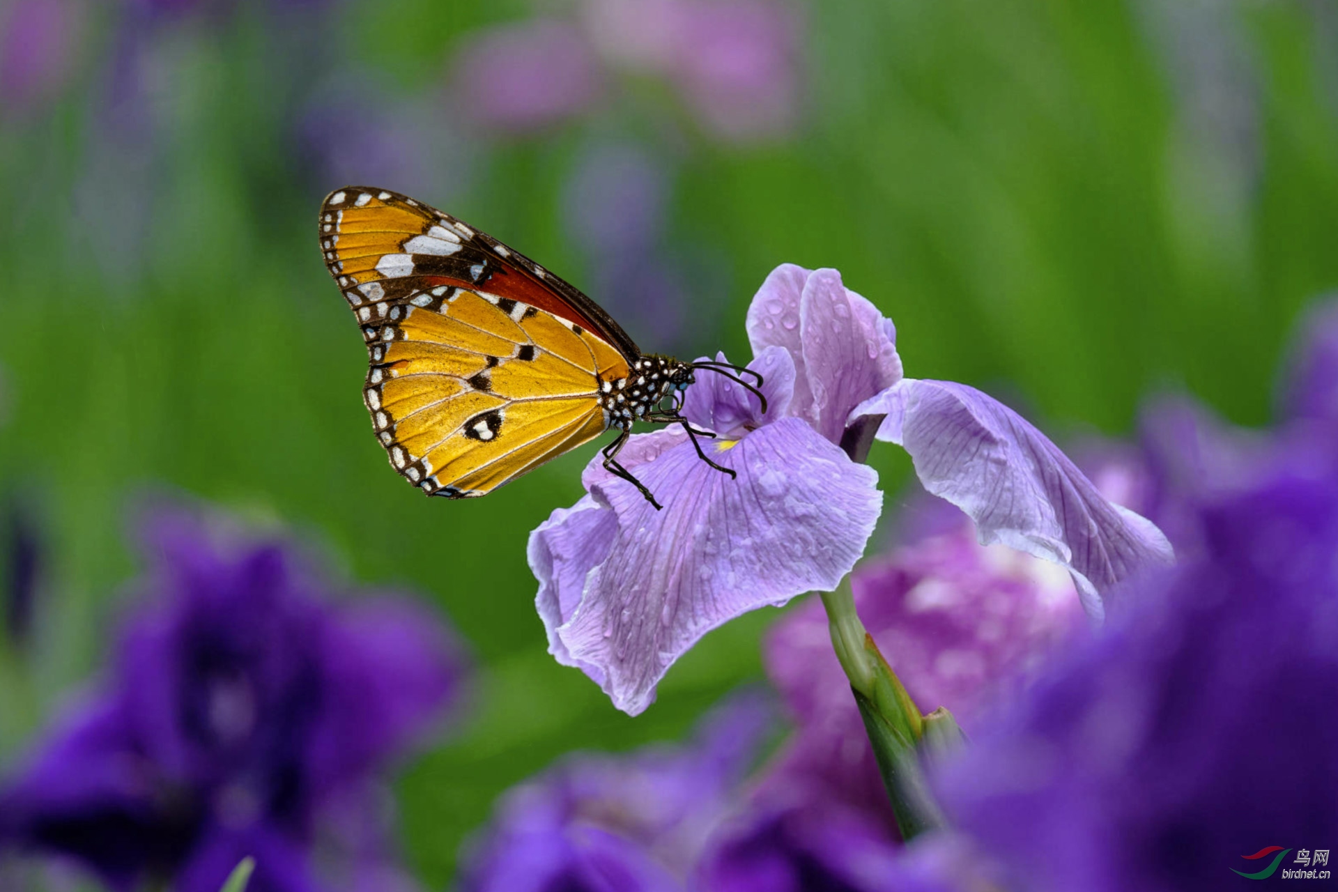 ��� 1920x500k.jpg