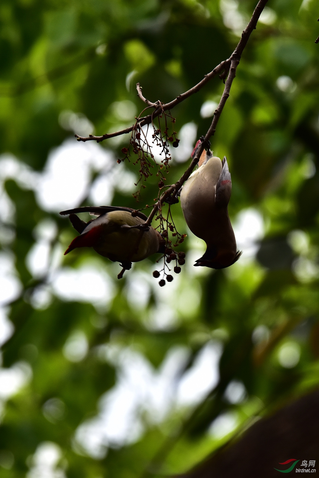 DSC_0680.JPG