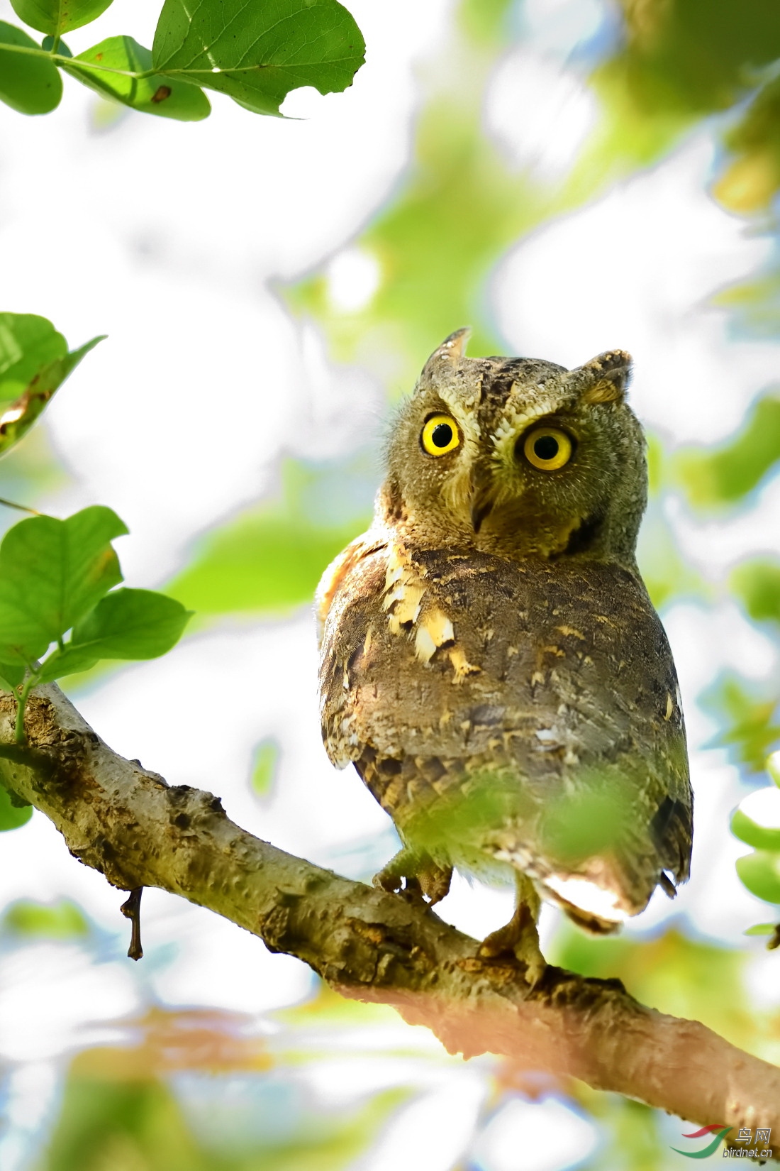 西红角鸮灰色型