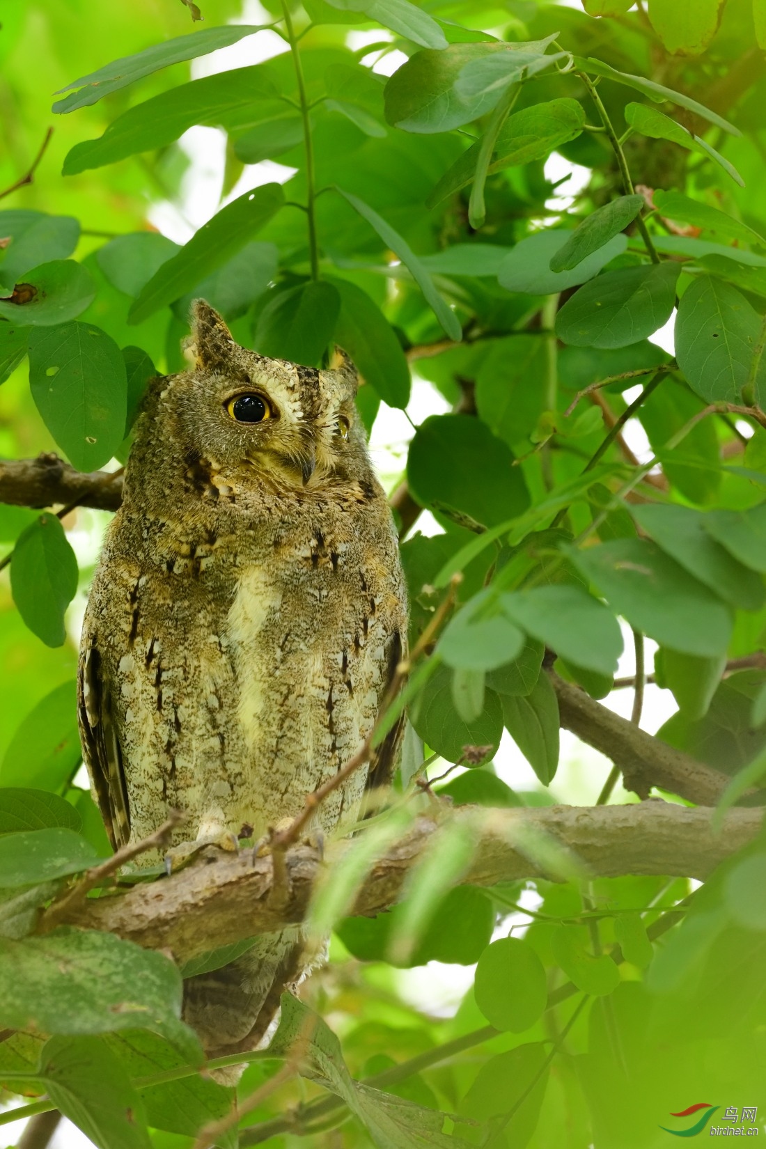 西红角鸮灰色型