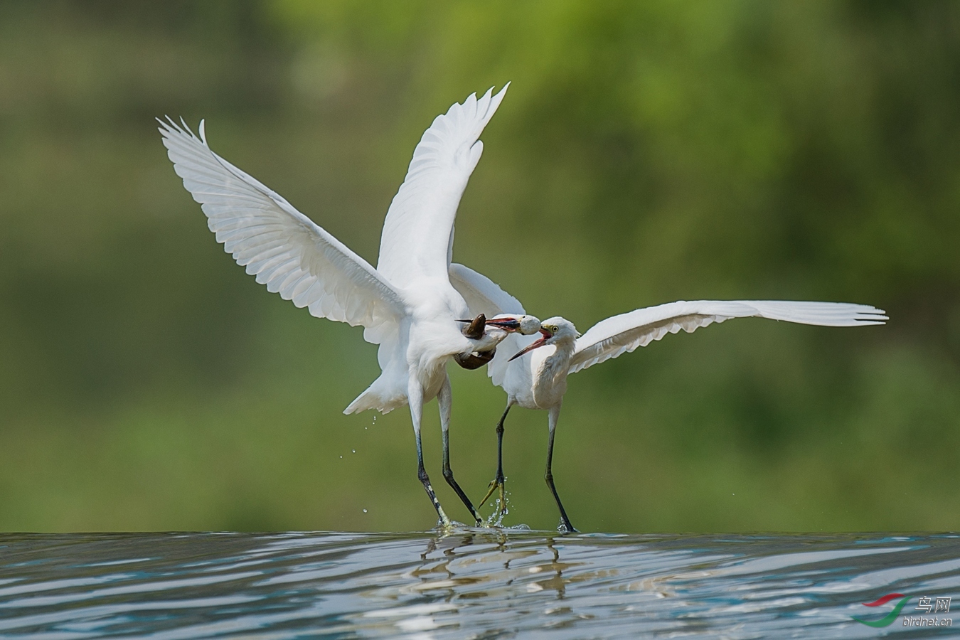 XCG_6348 - ����.jpg