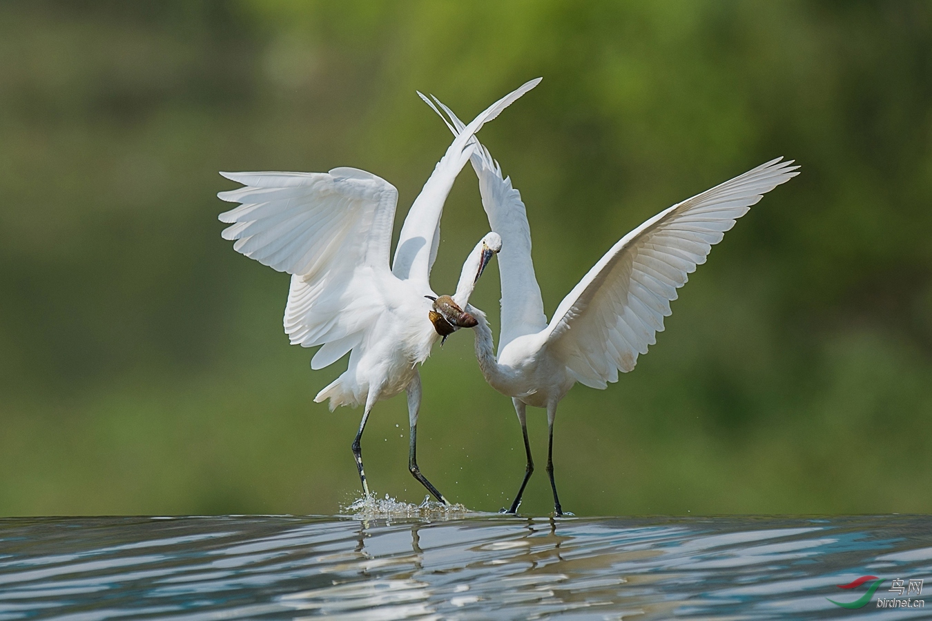 XCG_6350 - ����.jpg