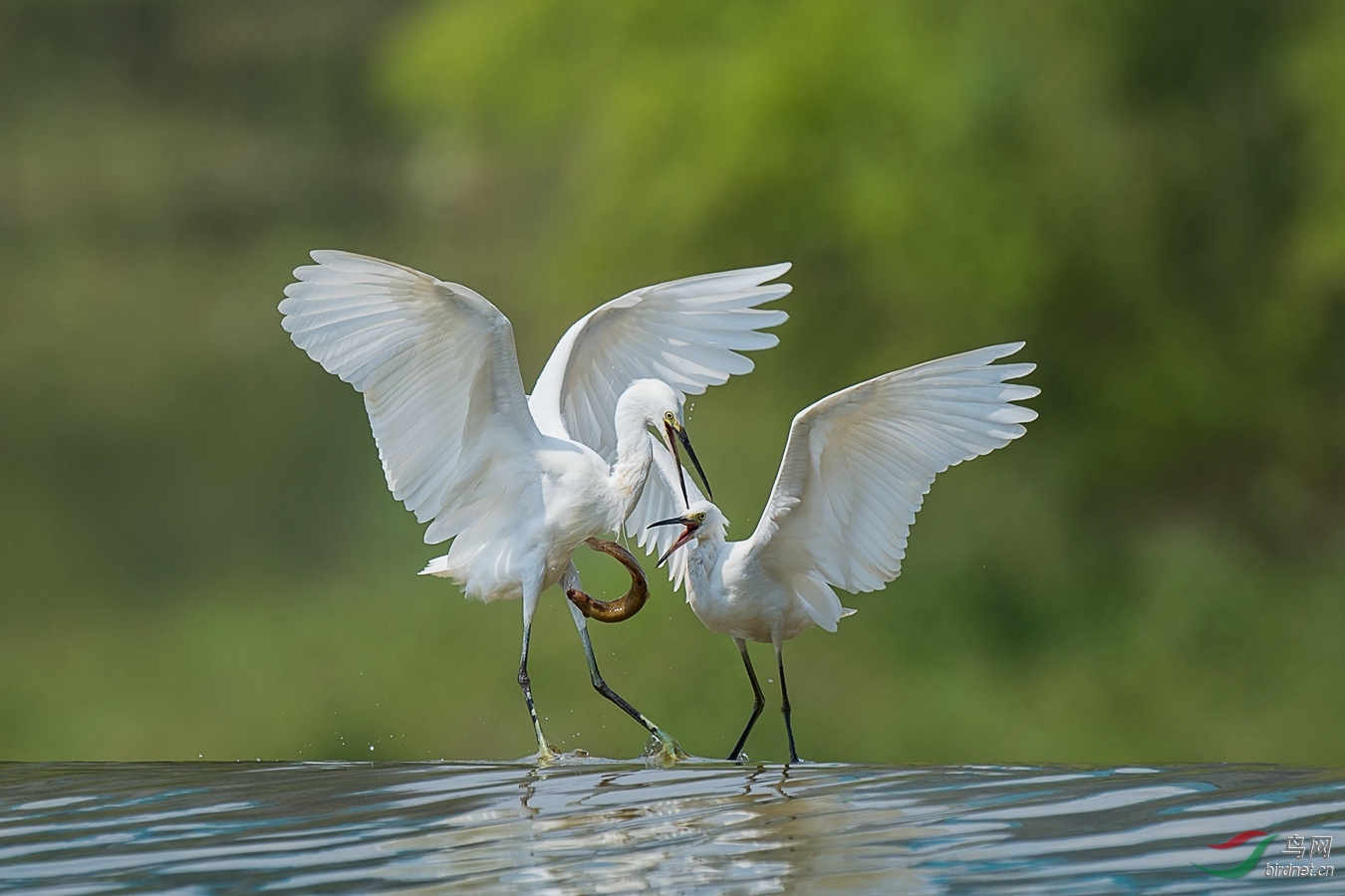 XCG_6353 - ����.jpg