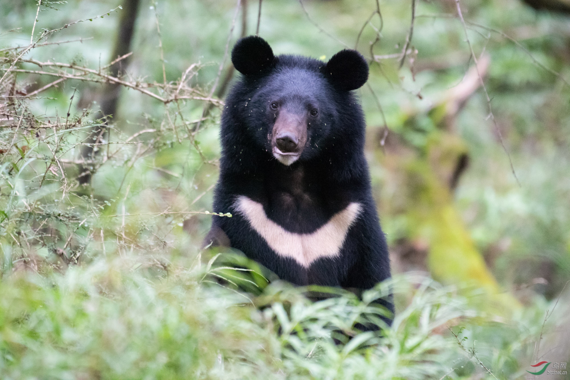 哺乳亚洲黑熊祝贺老师作品荣获首页图文精华