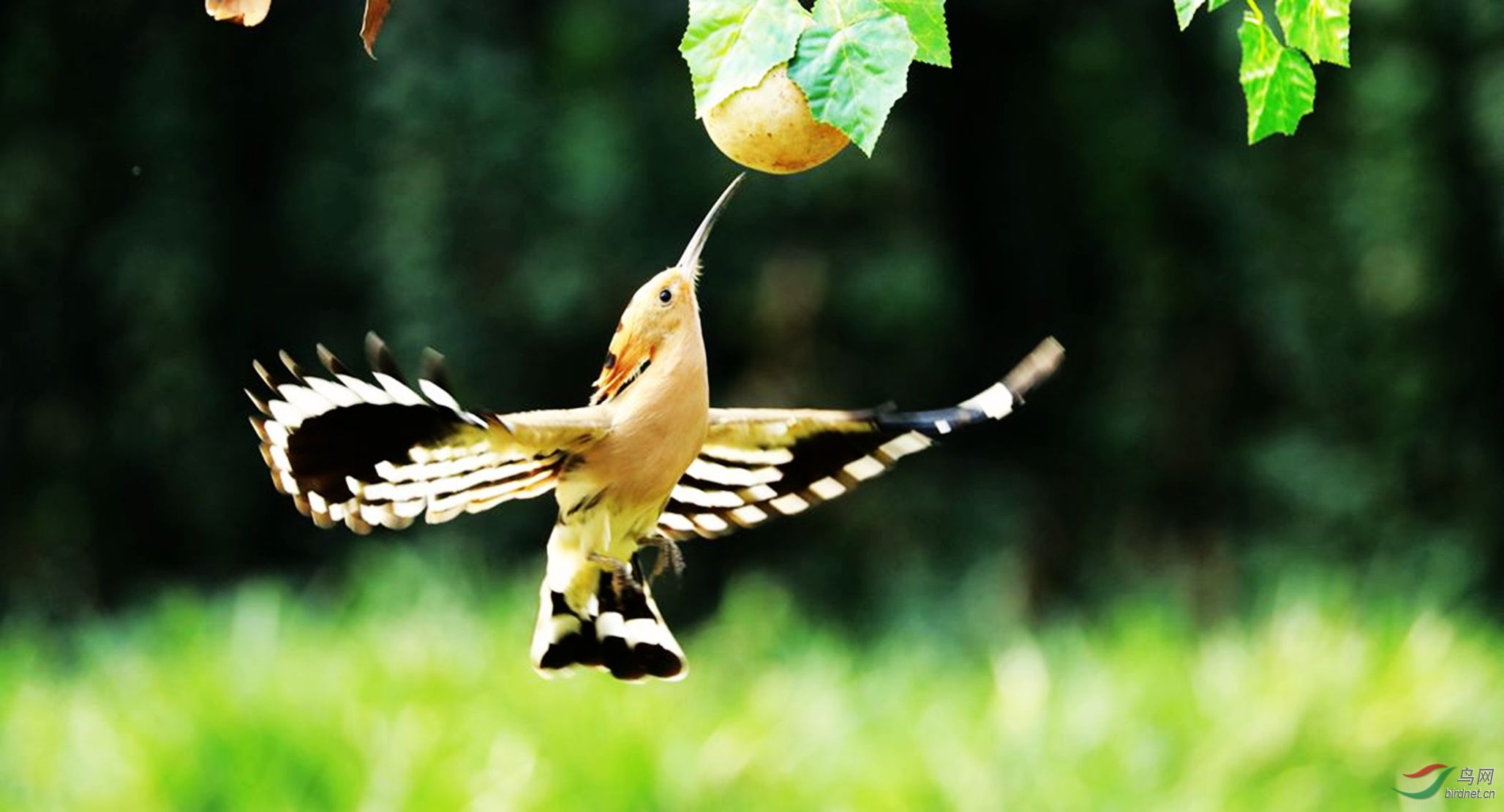 ��ʤ203_����.jpg