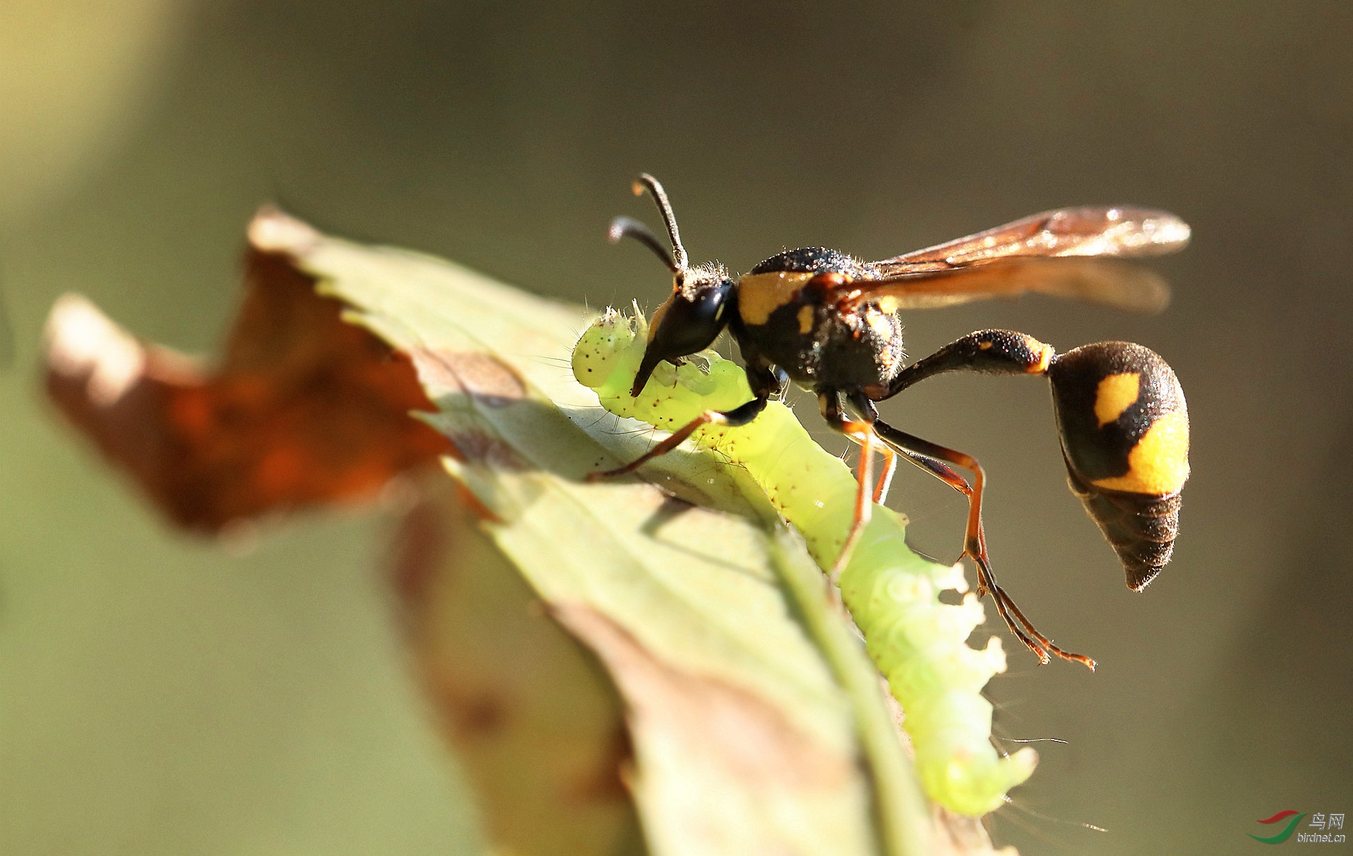 蚂蜂戏耍小青虫