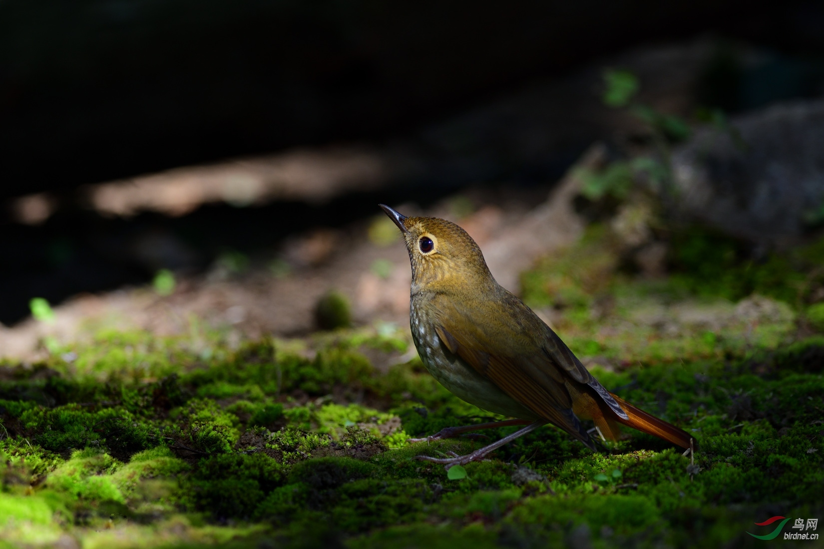DSC_2067_00001.jpg