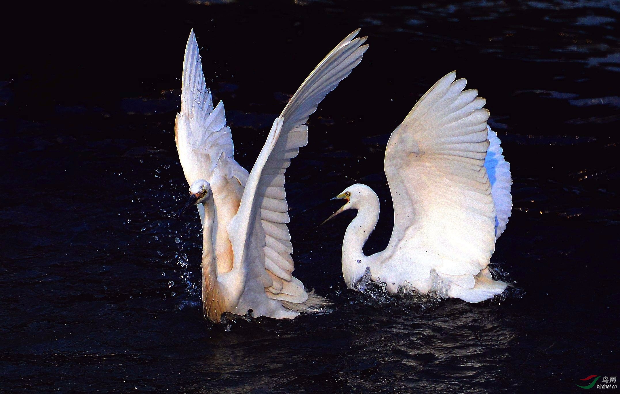 DSC_9717_conew2.jpg