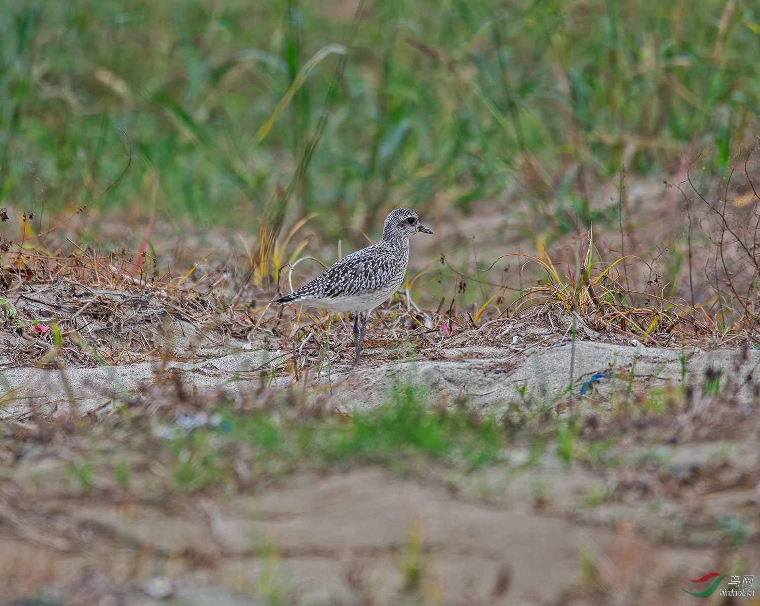 DSC_7483.jpg