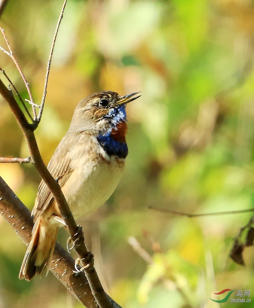 树上的鸟儿叫喳喳