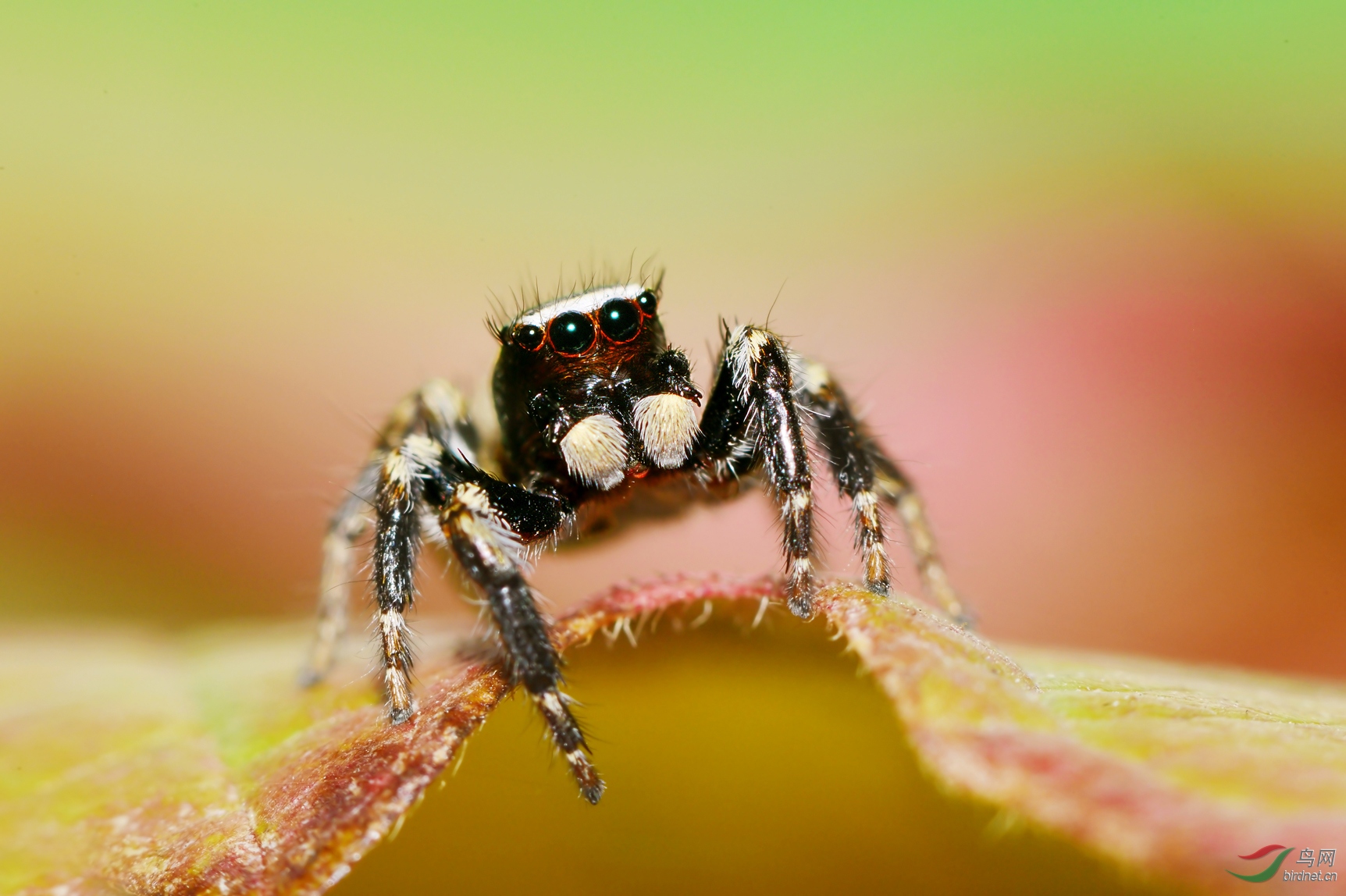 跳 珠~~(祝贺老师佳作荣获首页精华)