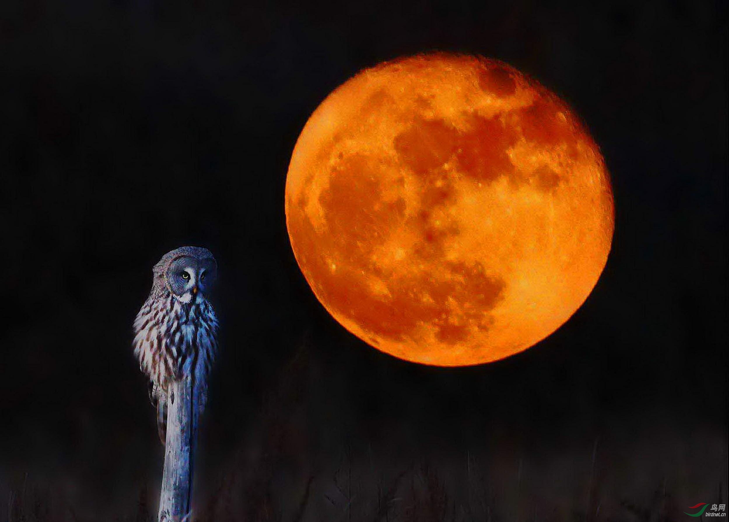 月朦胧鸟朦胧的意境图片