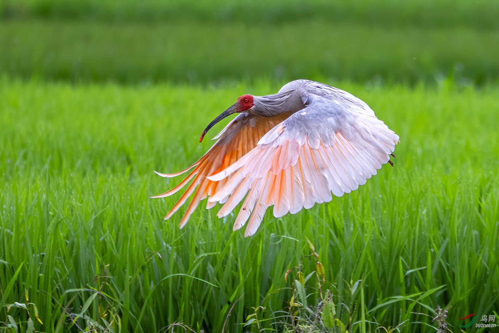 DSC_2520-1.jpg