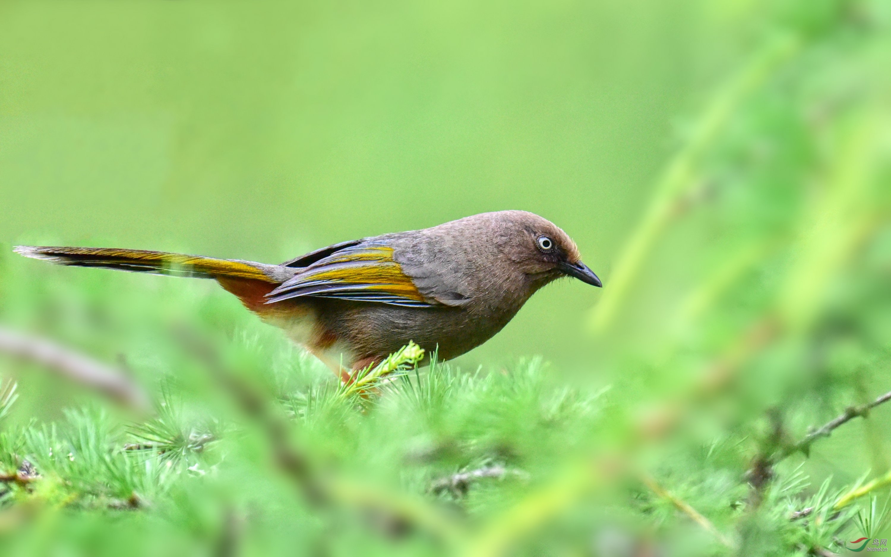 DSC_0777_conew3.jpg
