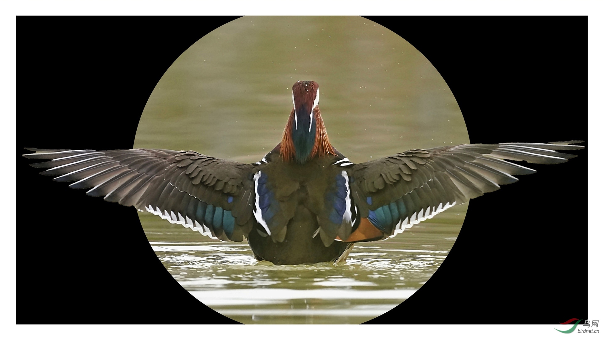 _DSC0511 - ����.JPG