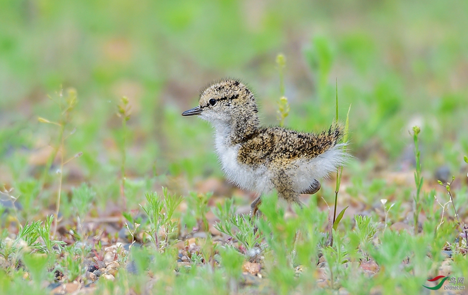 ������ѩ�� ��ʦ�����ڼ���ʡ������.jpg