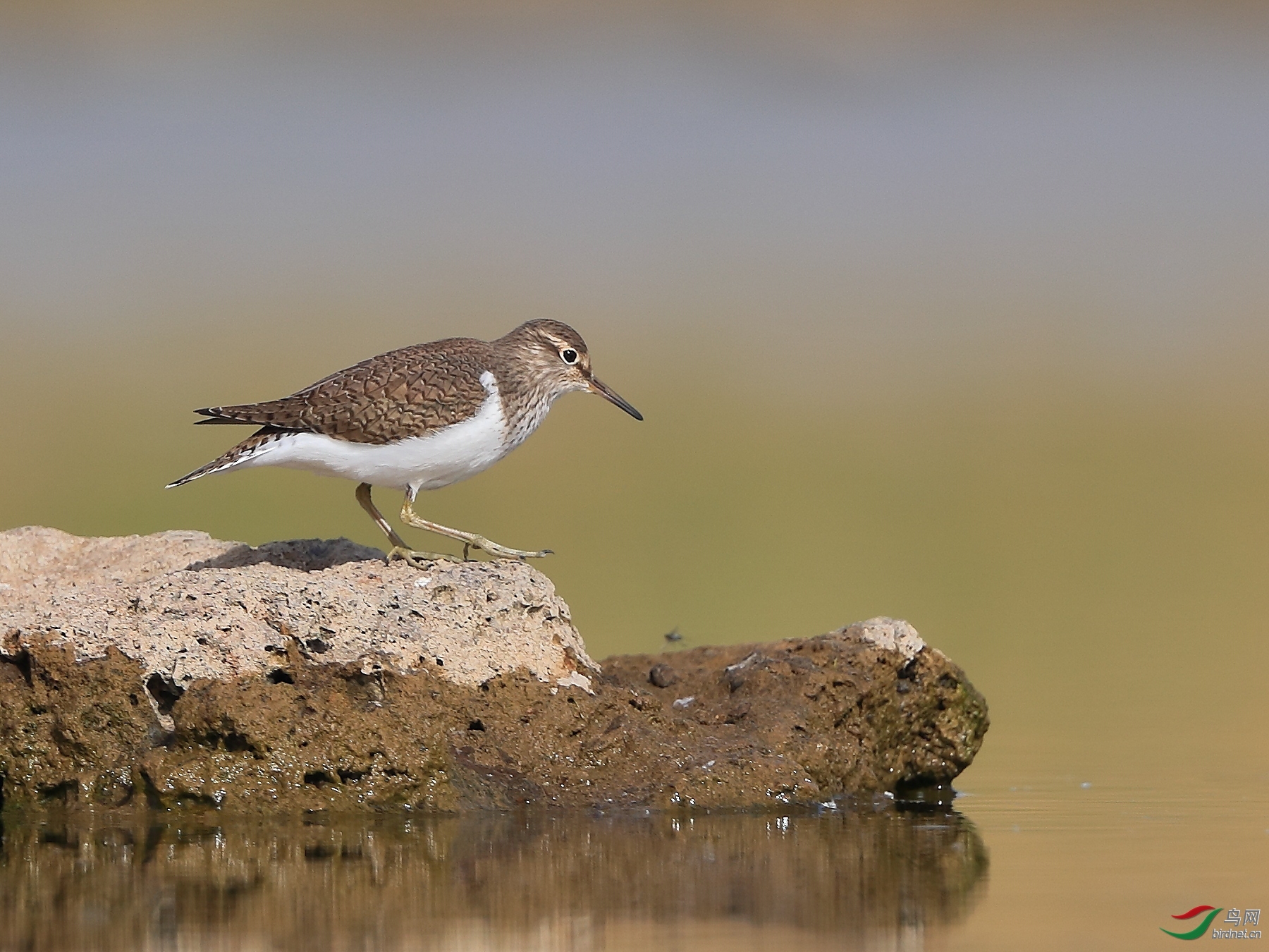 �ǲ� ��ʦ�����ںӱ�ʡʯ��ׯ�� ������.jpg