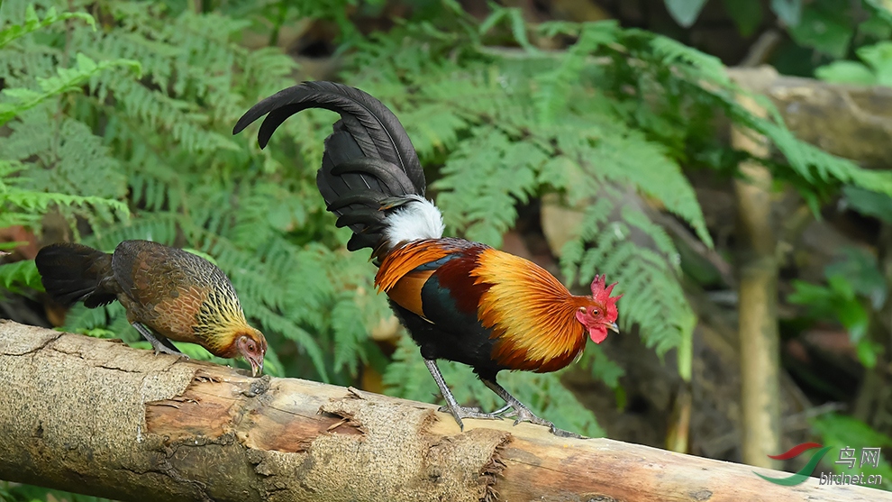 DSC_1923_DxOa.jpg
