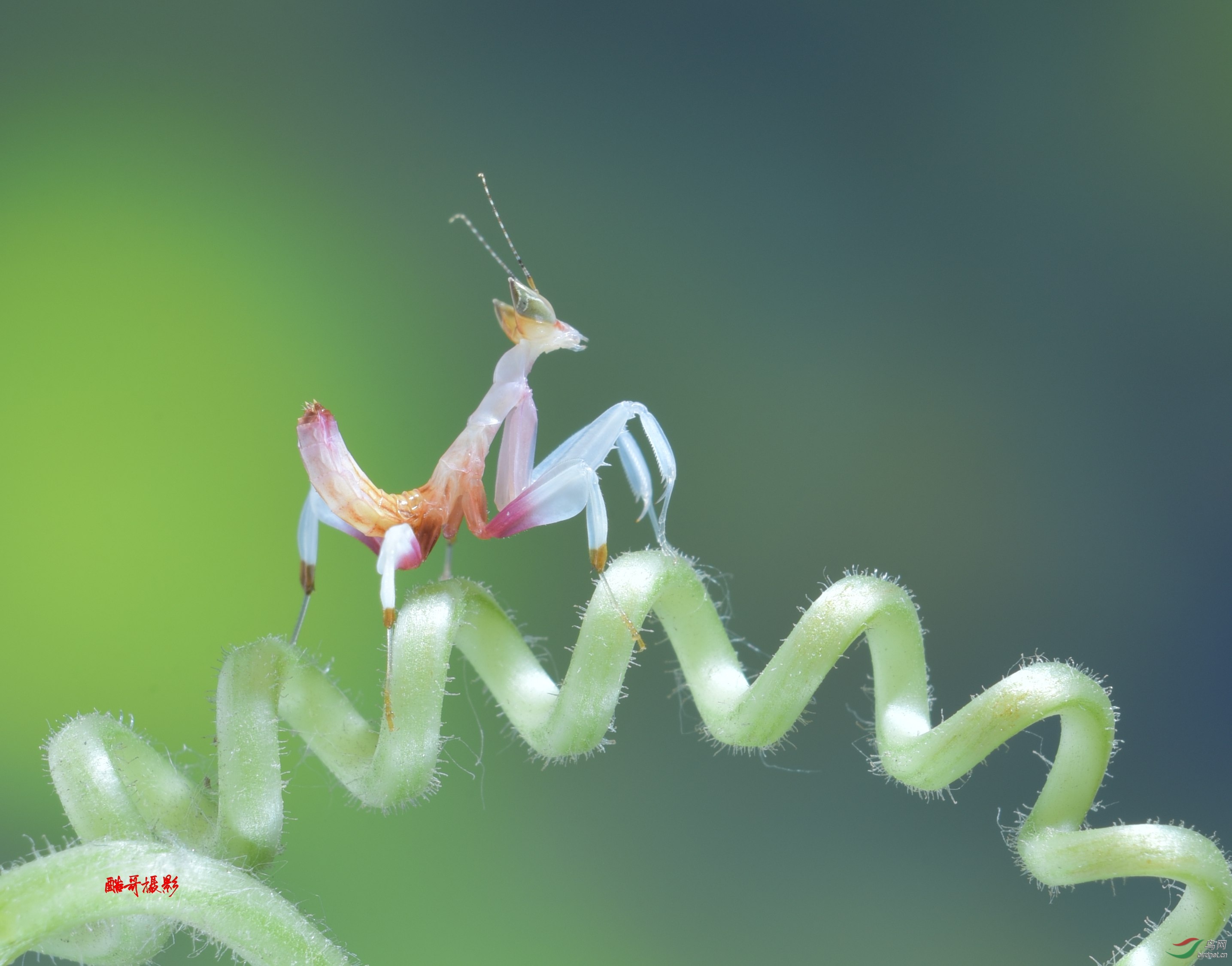 蘭花螳螂賀獲首頁精華