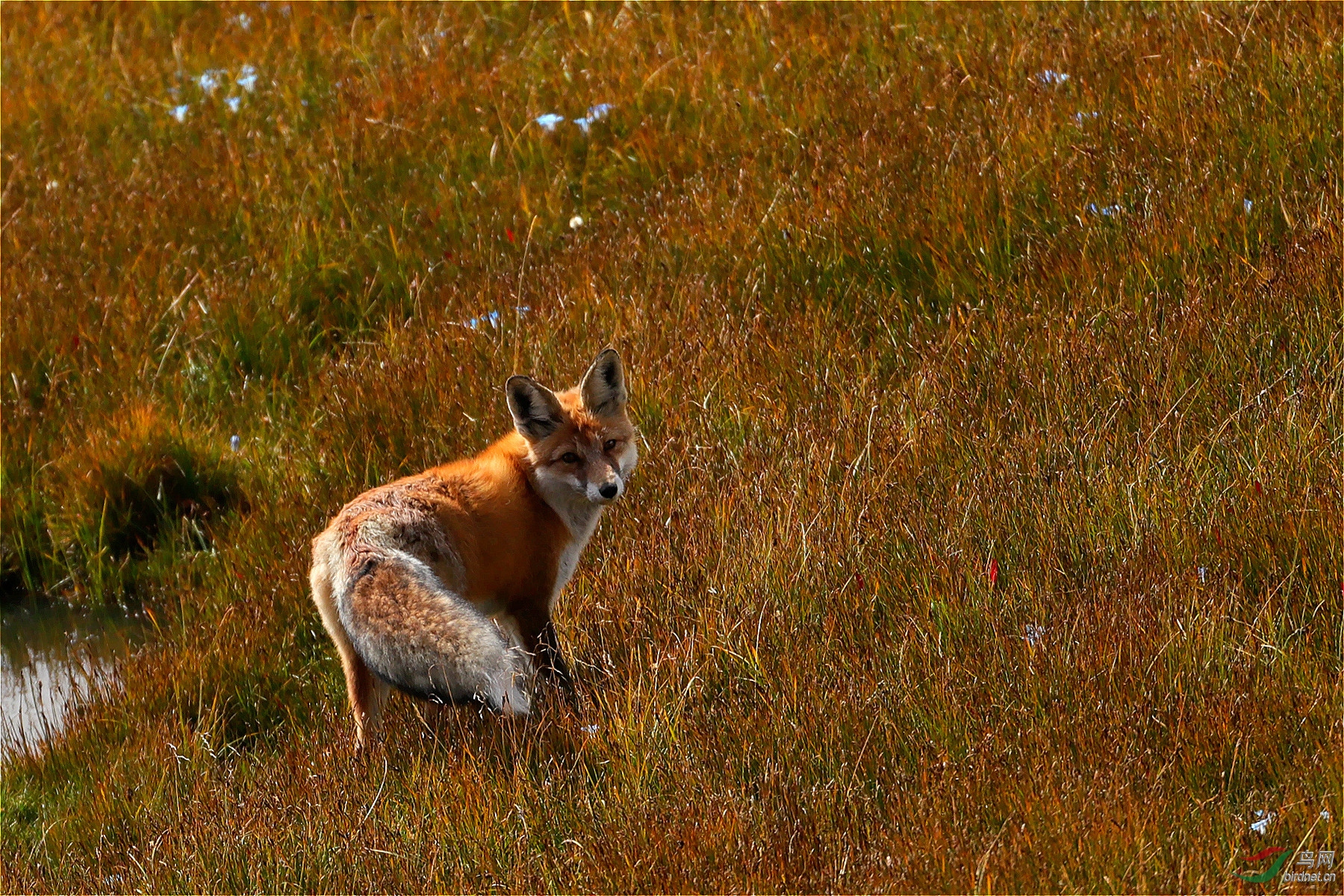动物赤狐草甸觅食